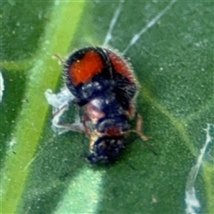 Diomus notescens (Little two-spotted ladybird) at Pialligo, ACT - 3 Nov 2024 by Hejor1