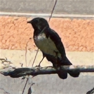 Rhipidura leucophrys at Pialligo, ACT - 3 Nov 2024