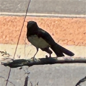 Rhipidura leucophrys at Pialligo, ACT - 3 Nov 2024