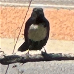 Rhipidura leucophrys at Pialligo, ACT - 3 Nov 2024