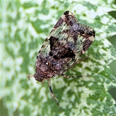 Dipsiathus obscurifrons (Achilid planthopper) at Pialligo, ACT - 3 Nov 2024 by Hejor1