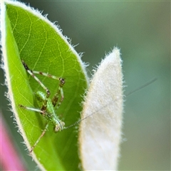 Caedicia sp. (genus) (Katydid) at Pialligo, ACT - 3 Nov 2024 by Hejor1