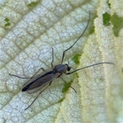 Chironomidae (family) (Non-biting Midge) at Pialligo, ACT - 3 Nov 2024 by Hejor1