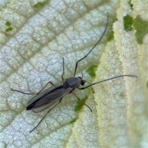 Chironomidae (family) at Pialligo, ACT - 3 Nov 2024 02:34 PM