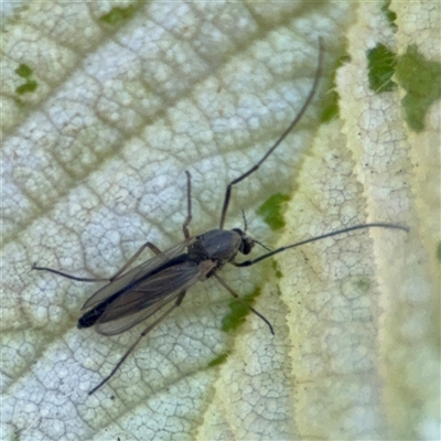 Chironomidae (family) (Non-biting Midge) at Pialligo, ACT - 3 Nov 2024 by Hejor1