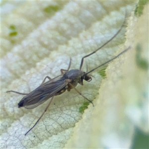 Chironomidae (family) at Pialligo, ACT - 3 Nov 2024 02:34 PM