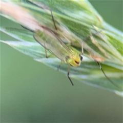 Chironomidae (family) (Non-biting Midge) at Pialligo, ACT - 3 Nov 2024 by Hejor1