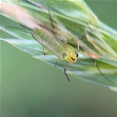 Chironomidae (family) (Non-biting Midge) at Pialligo, ACT - 3 Nov 2024 by Hejor1