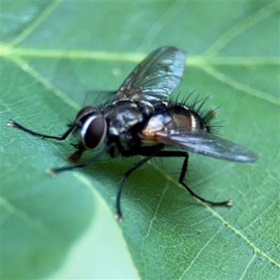 Cylindromyia sp. (genus) (Bristle fly) at Pialligo, ACT - 3 Nov 2024 by Hejor1