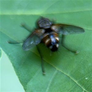 Cylindromyia sp. (genus) at Pialligo, ACT - 3 Nov 2024