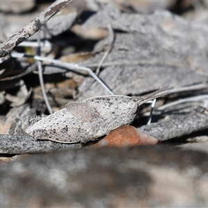 Goniaea australasiae at Kowen, ACT - 26 Oct 2024