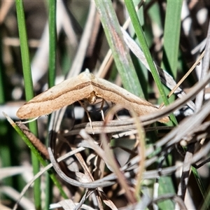 Anachloris subochraria at Kowen, ACT - 26 Oct 2024 03:24 PM