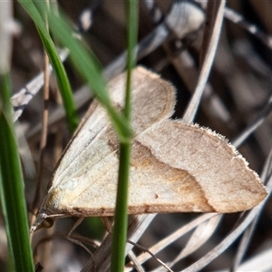 Anachloris subochraria at Kowen, ACT - 26 Oct 2024 03:24 PM