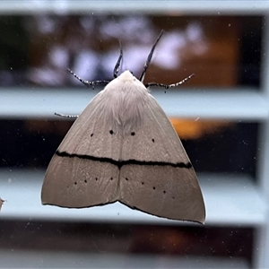 Gastrophora henricaria at Kambah, ACT - suppressed