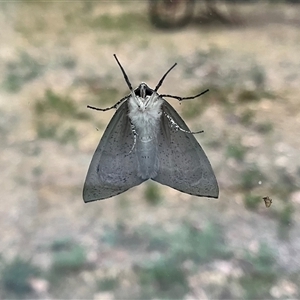 Gastrophora henricaria at Kambah, ACT - suppressed