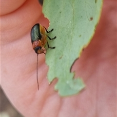 Aporocera sp. (genus) (Unidentified Aporocera leaf beetle) at Bungendore, NSW - 4 Nov 2024 by clarehoneydove