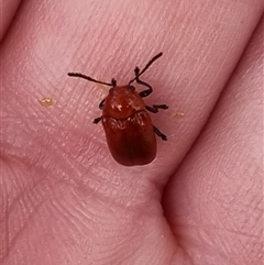 Aporocera (Aporocera) haematodes (A case bearing leaf beetle) at Bungendore, NSW - 4 Nov 2024 by clarehoneydove