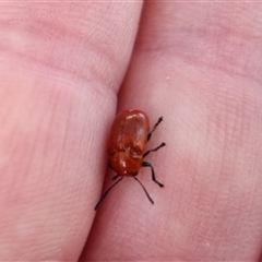 Aporocera (Aporocera) haematodes at Bungendore, NSW - 4 Nov 2024