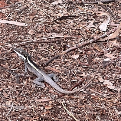 Gowidon longirostris (Long-nosed Dragon) at Petermann, NT - 12 Oct 2024 by palomitakarina