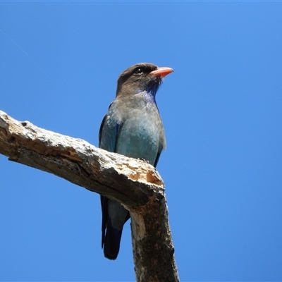 Eurystomus orientalis (Dollarbird) at Kambah, ACT - 2 Nov 2024 by LinePerrins