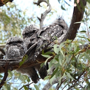 Podargus strigoides at Kambah, ACT - 2 Nov 2024