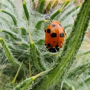 Hippodamia variegata at O'Malley, ACT - 5 Nov 2024