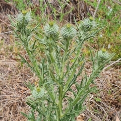 Cirsium vulgare (Spear Thistle) at O'Malley, ACT - 5 Nov 2024 by Mike