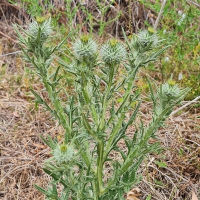 Cirsium vulgare (Spear Thistle) at O'Malley, ACT - 5 Nov 2024 by Mike