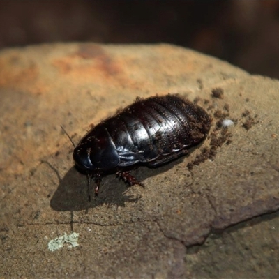 Panesthia lata (Lord Howe Island wood-feeding cockroach) at Lord Howe Island, NSW - 22 Dec 2021 by MichaelBedingfield