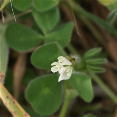 Trifolium subterraneum (Subterranean Clover) at Gundaroo, NSW - 2 Nov 2024 by ConBoekel