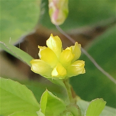 Trifolium dubium (Yellow Suckling Clover) at Gundaroo, NSW - 2 Nov 2024 by ConBoekel