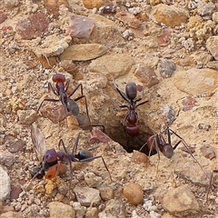 Iridomyrmex purpureus (Meat Ant) at Gundaroo, NSW - 2 Nov 2024 by ConBoekel