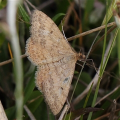 Scopula rubraria (Reddish Wave, Plantain Moth) at Gundaroo, NSW - 1 Nov 2024 by ConBoekel