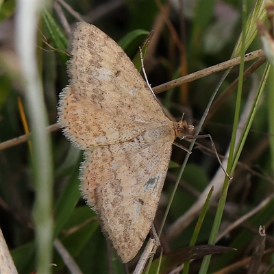 Scopula rubraria (Reddish Wave, Plantain Moth) at Gundaroo, NSW - 1 Nov 2024 by ConBoekel