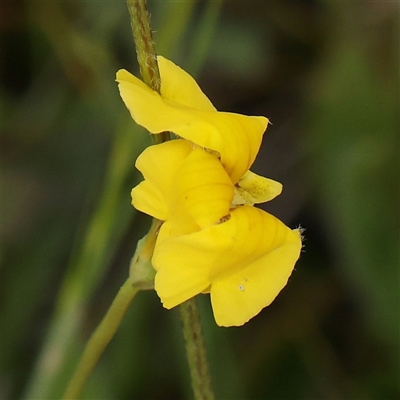 Goodenia pinnatifida (Scrambled Eggs) at Gundaroo, NSW - 1 Nov 2024 by ConBoekel