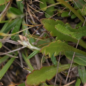 Goodenia pinnatifida at Gundaroo, NSW - 2 Nov 2024 09:35 AM