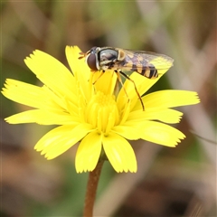 Simosyrphus grandicornis (Common hover fly) at Gundaroo, NSW - 2 Nov 2024 by ConBoekel