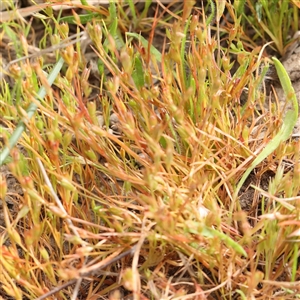 Juncus sp. at Gundaroo, NSW - 2 Nov 2024 09:40 AM