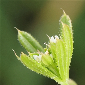 Galium aparine at Gundaroo, NSW - 2 Nov 2024