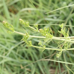 Galium aparine at Gundaroo, NSW - 2 Nov 2024