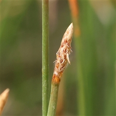 Eleocharis acuta (Common Spike-rush) at Gundaroo, NSW - 2 Nov 2024 by ConBoekel