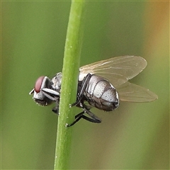 Muscoidea (super family) at Gundaroo, NSW - 2 Nov 2024 by ConBoekel