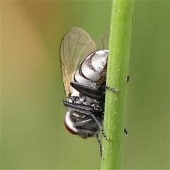 Muscoidea (super family) at Gundaroo, NSW - 2 Nov 2024 09:41 AM