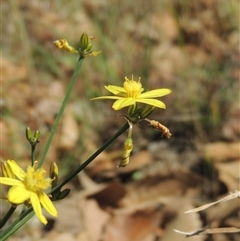 Tricoryne elatior (Yellow Rush Lily) at Barton, ACT - 3 Nov 2024 by MichaelBedingfield