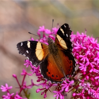 Vanessa itea (Yellow Admiral) at Penrose, NSW - 3 Nov 2024 by Aussiegall