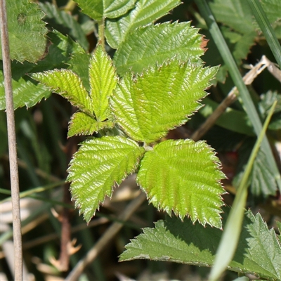 Rubus anglocandicans (Blackberry) at Gundaroo, NSW - 1 Nov 2024 by ConBoekel