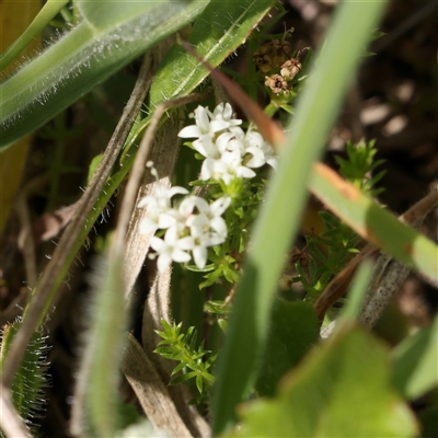 Asperula conferta (Common Woodruff) at Gundaroo, NSW - 2 Nov 2024 by ConBoekel