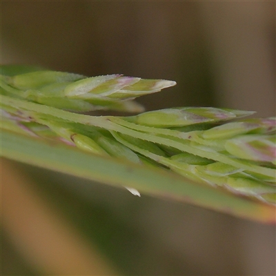 Bromus catharticus at Gundaroo, NSW - 1 Nov 2024 by ConBoekel