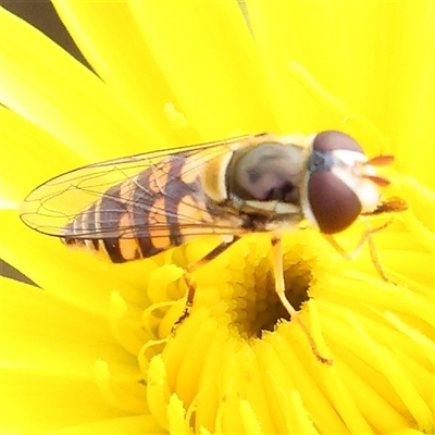 Simosyrphus grandicornis (Common hover fly) at Gundaroo, NSW - 1 Nov 2024 by ConBoekel