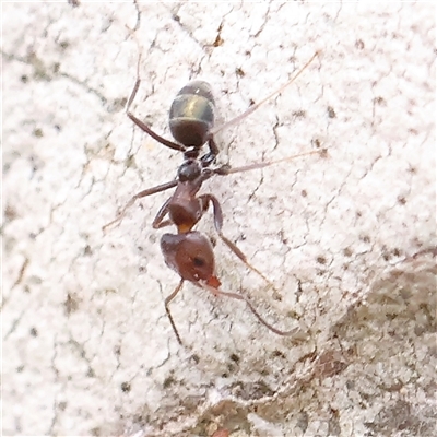 Iridomyrmex rufoniger (Tufted Tyrant Ant) at Gundaroo, NSW - 1 Nov 2024 by ConBoekel